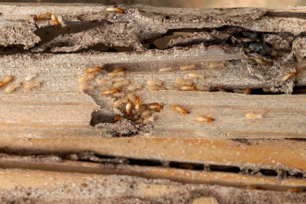 Bird Control in Beaver, PA